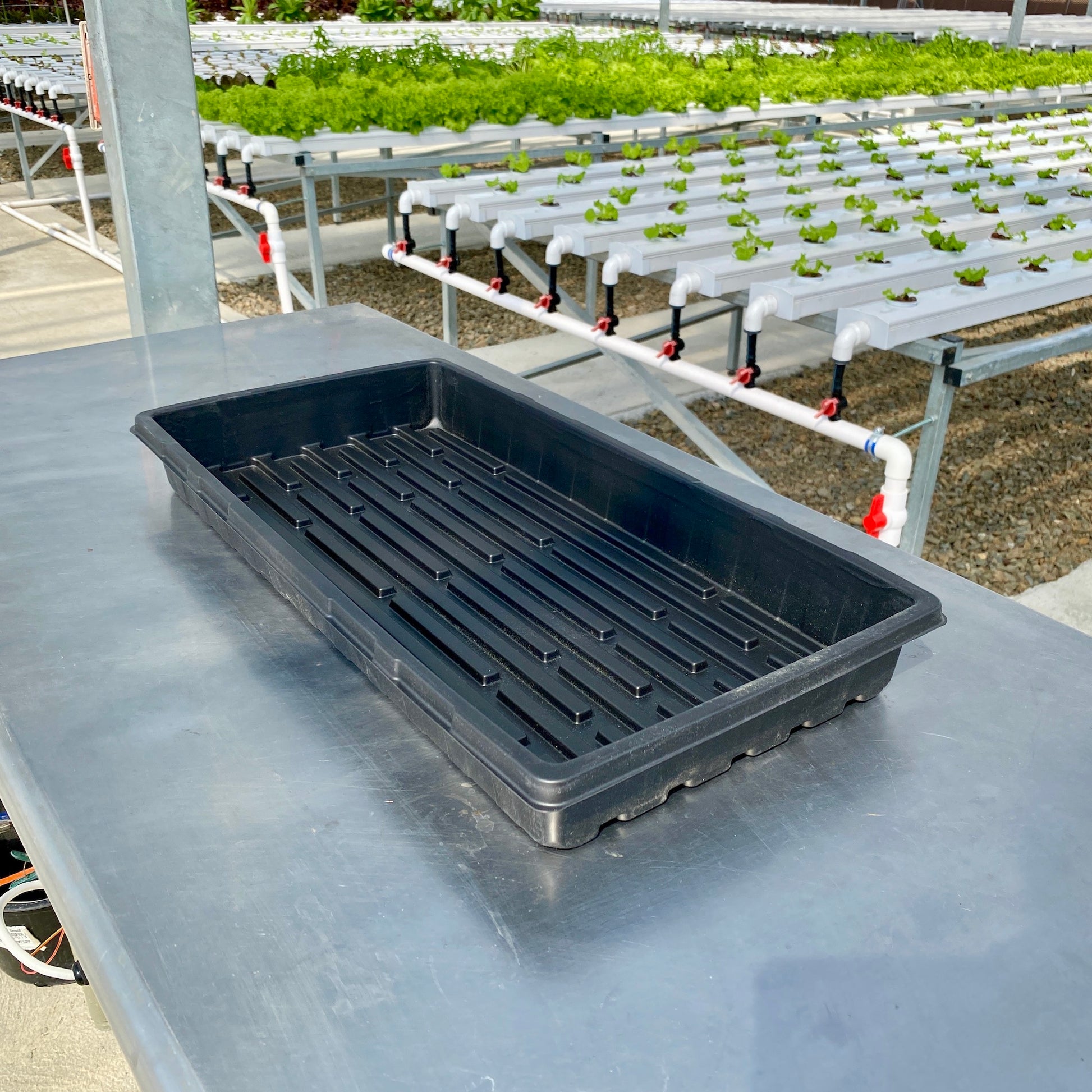 Seedling Tray